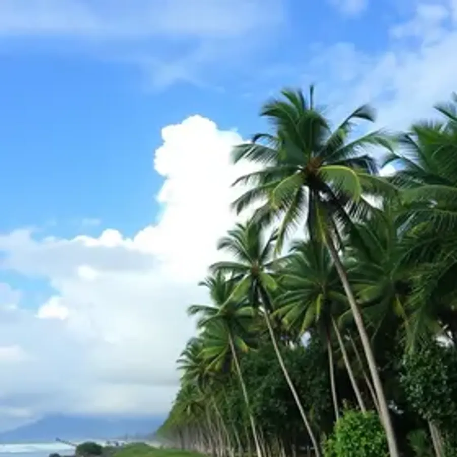Previsão do tempo em Palmas (TO) hoje: veja como fica o clima nesta Quinta